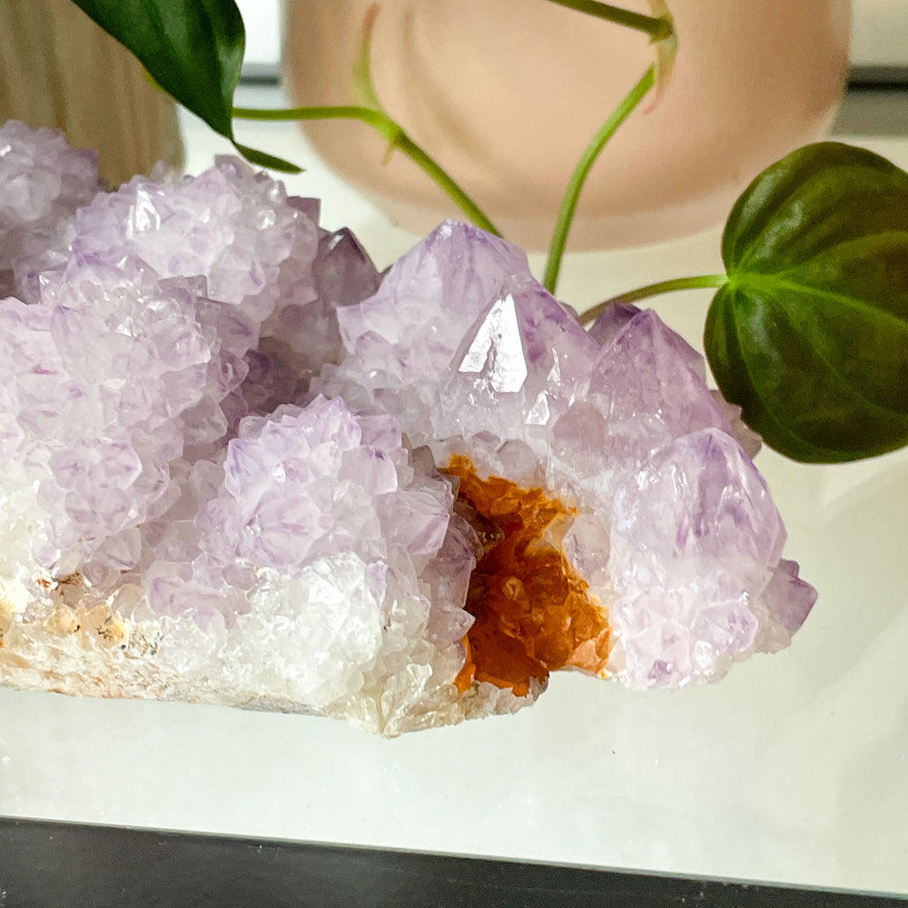 amethist cactus lila spirit quartz kwarts edelsteen mineralen ruwe steen cluster