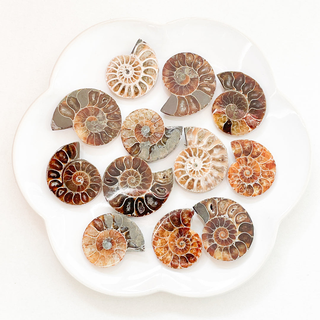 ammoniet fossiel bruine schelp ruwe steen brok edelsteen cluster