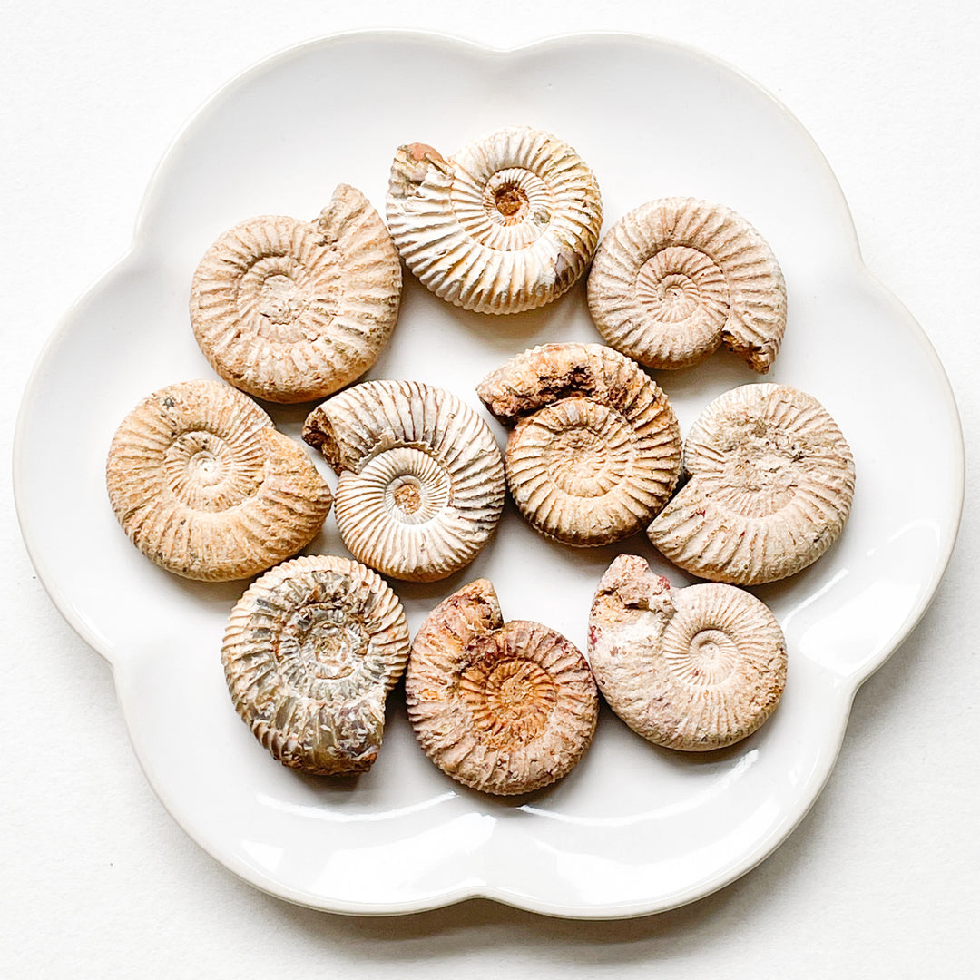 ammoniet witte fossiel schelp edelstenen mineralen
