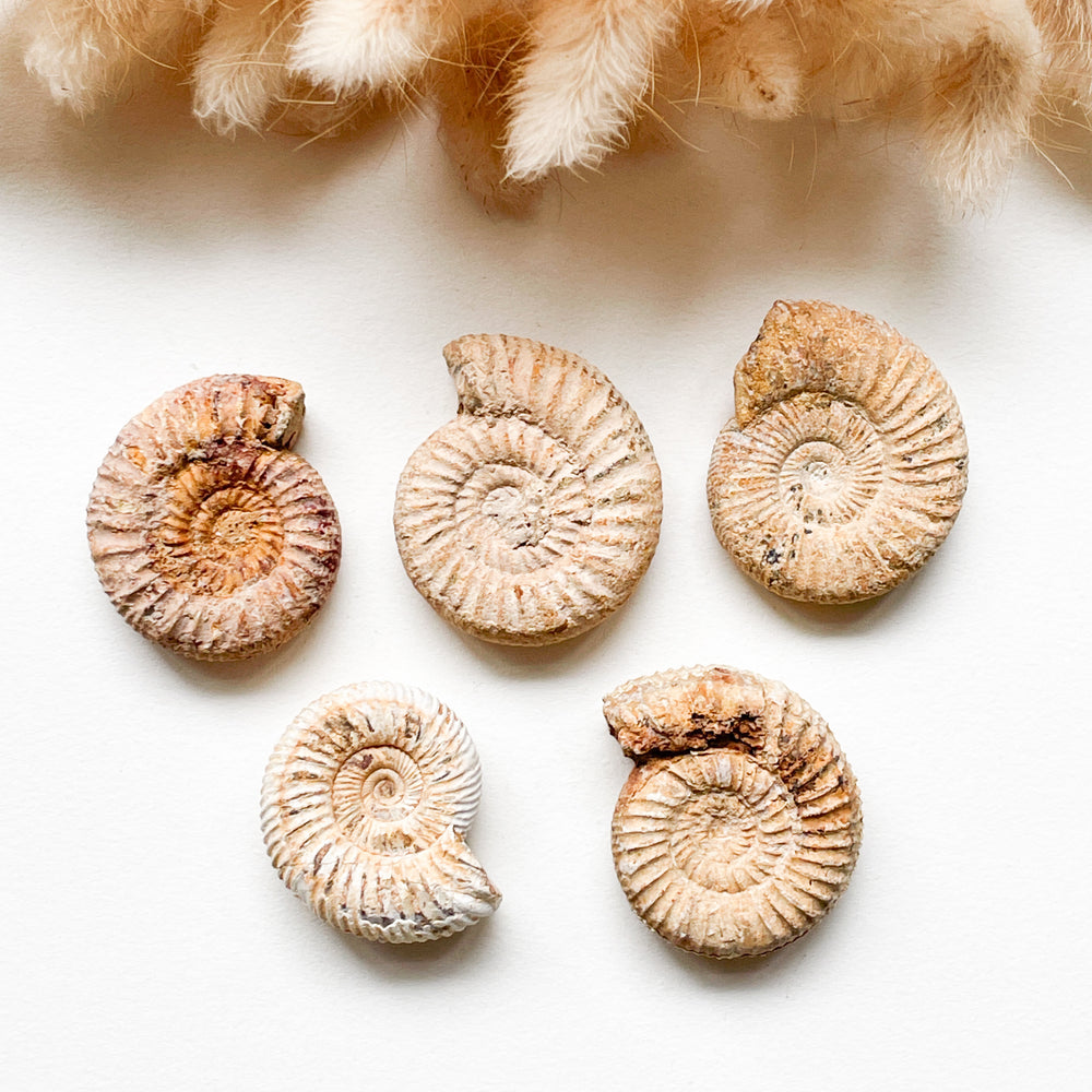 ammoniet witte fossiel schelp edelstenen mineralen