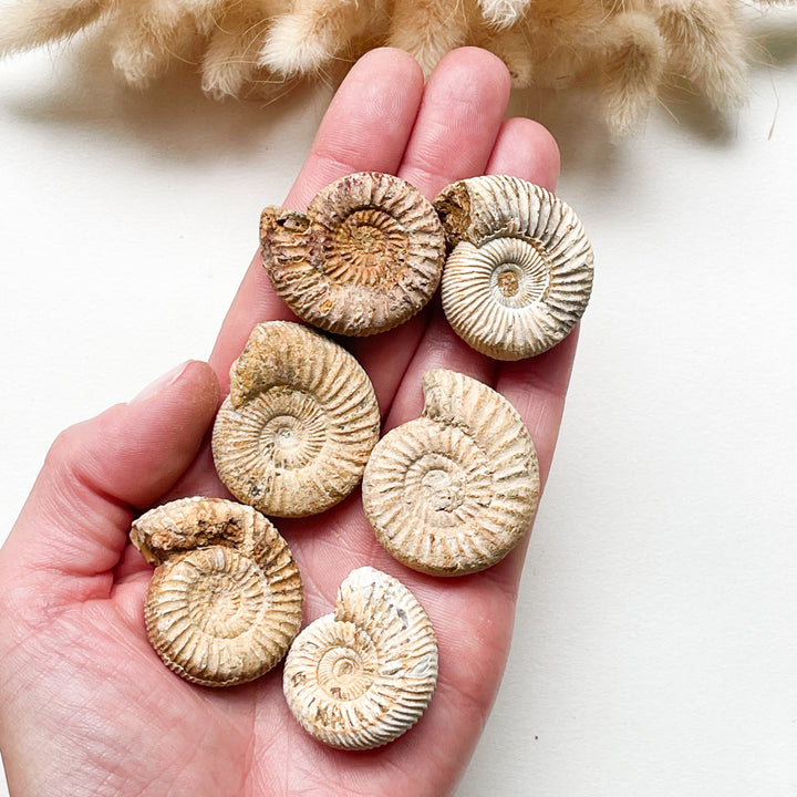 ammoniet witte fossiel schelp edelstenen mineralen