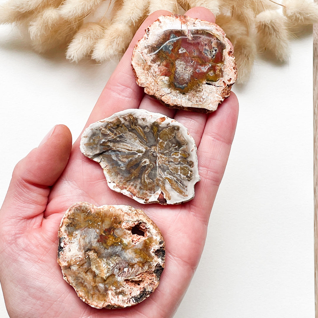 versteend hout schijf fossiel ruwe steen brok edelsteen