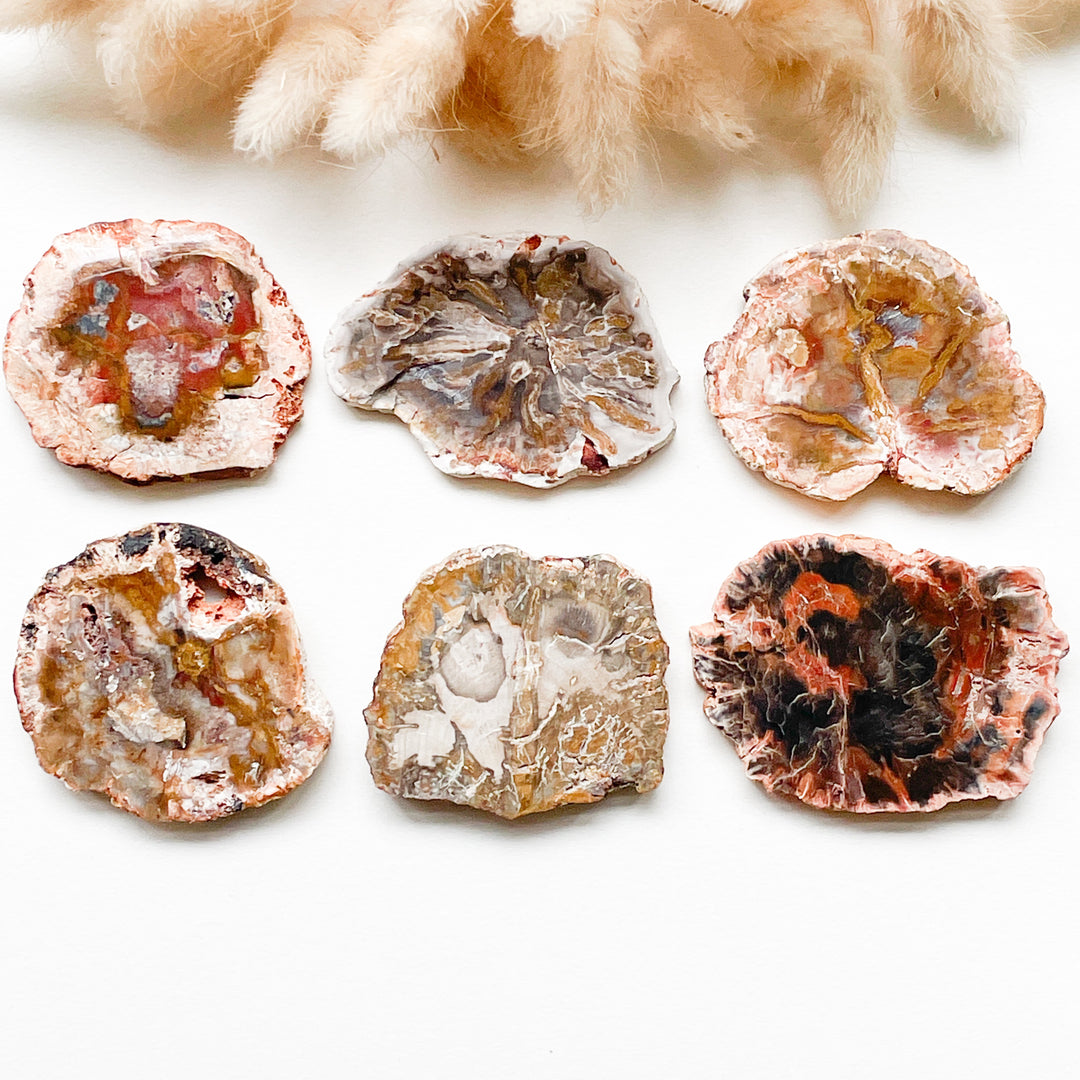 versteend hout schijf fossiel ruwe steen brok edelsteen