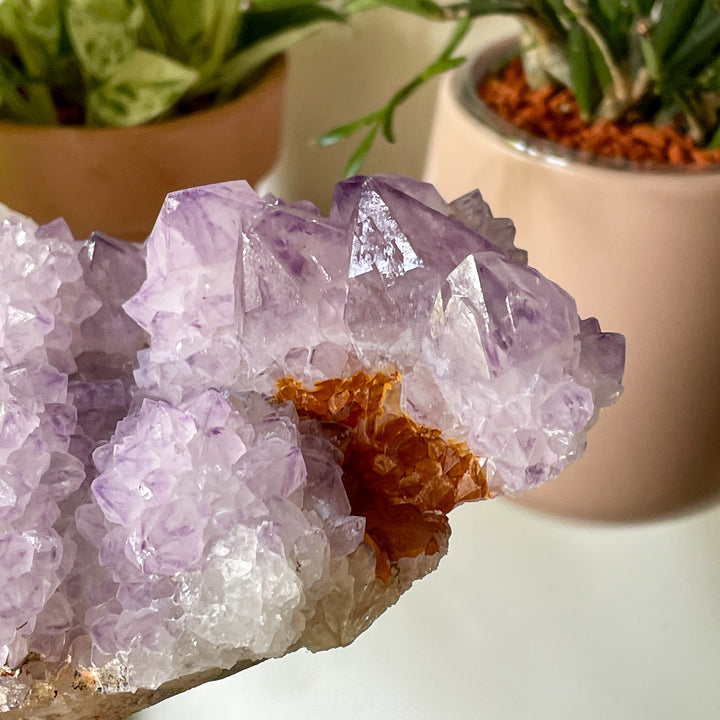 amethist cactus lila spirit quartz kwarts edelsteen mineralen ruwe steen cluster
