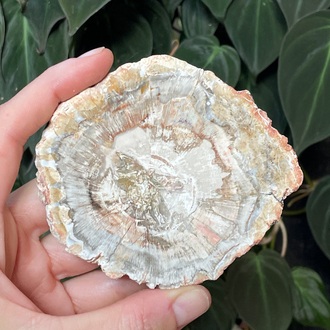 versteend hout schijf fossiel edelsteen