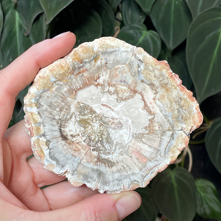 versteend hout schijf fossiel edelsteen