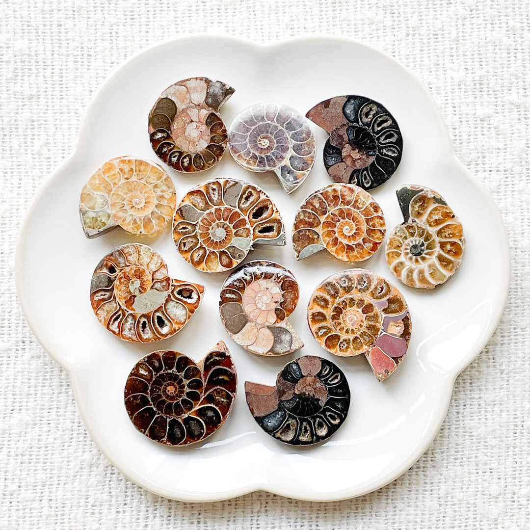 ammoniet fossiel bruine schelp ruwe steen brok edelsteen cluster