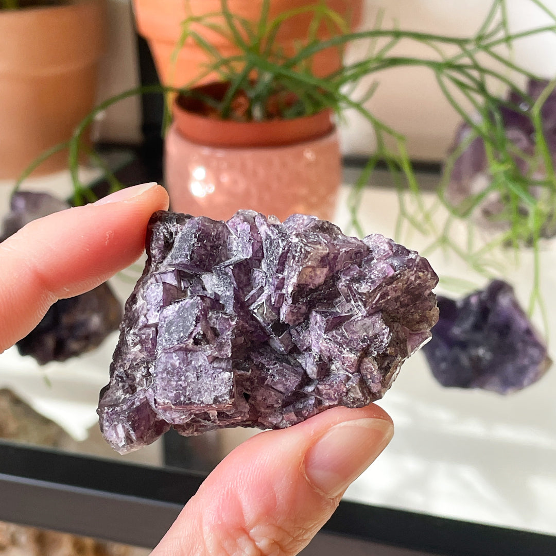 Fluoriet paarse ruwe cluster (L)