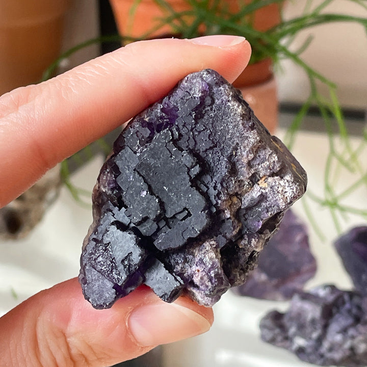 Fluoriet paarse ruwe cluster (L)