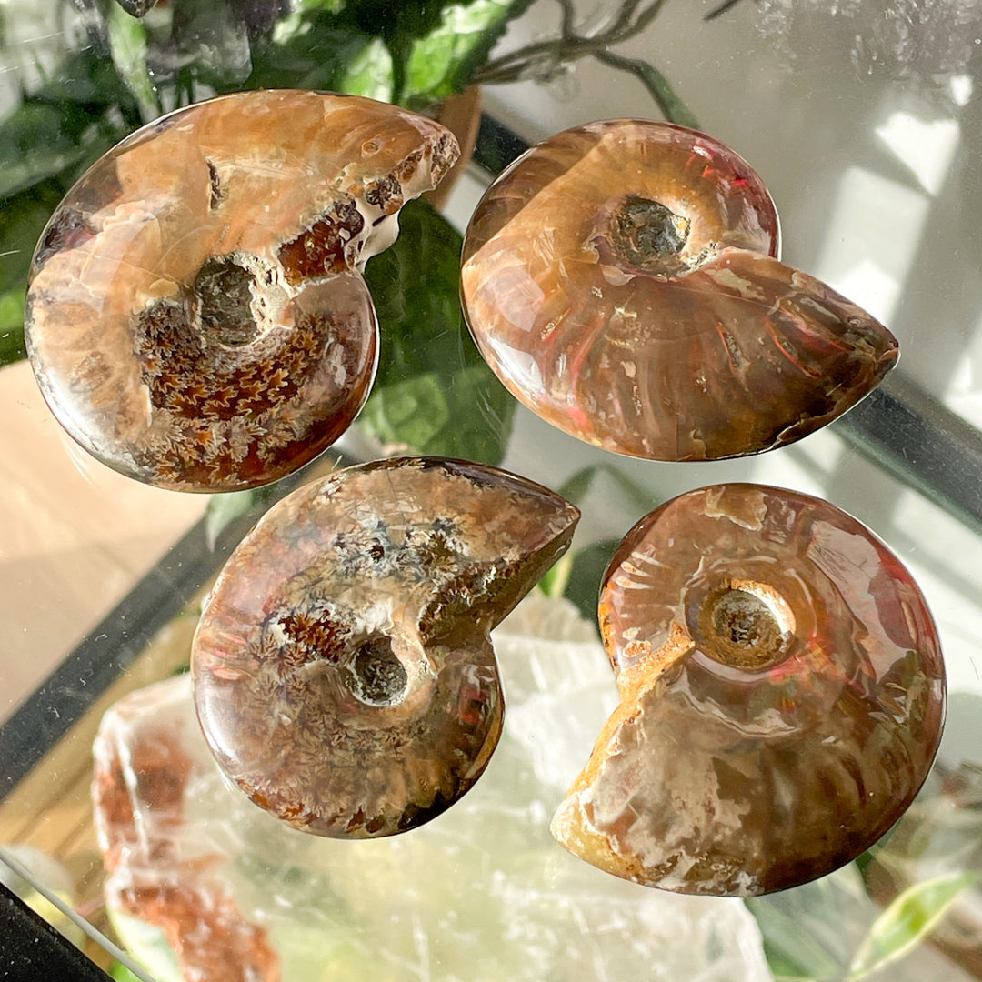 ammoniet opaliserend fossiel glad gepolijst edelsteen mineraal