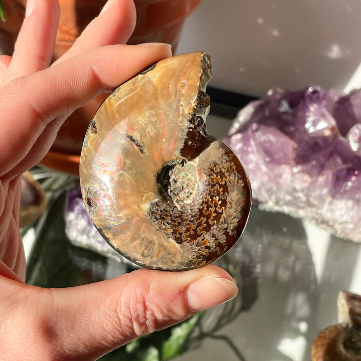 ammoniet opaliserend fossiel glad gepolijst edelsteen mineraal