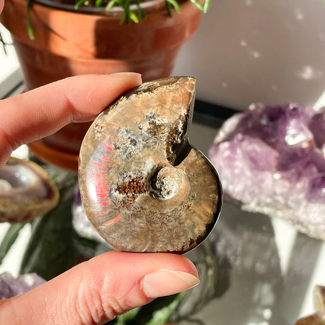 ammoniet opaliserend fossiel glad gepolijst edelsteen mineraal