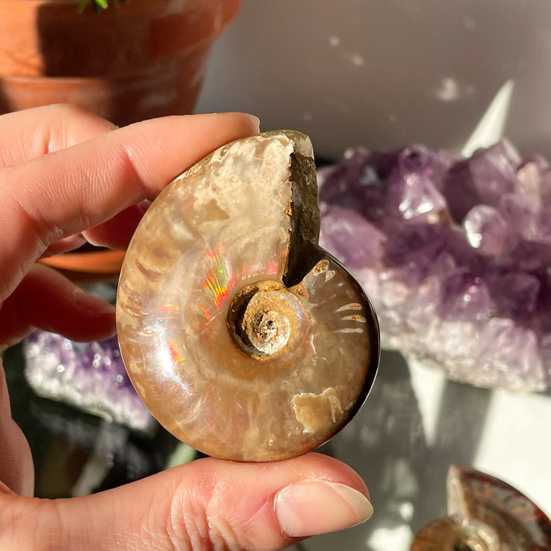 ammoniet opaliserend fossiel glad gepolijst edelsteen mineraal
