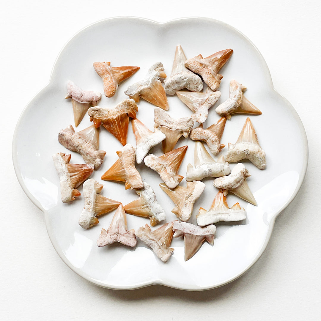 haaientand miljoenen jaren oud edelstenen mineralen