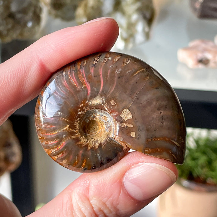 ammoniet opaliserend fossiel glad gepolijst edelsteen mineraal