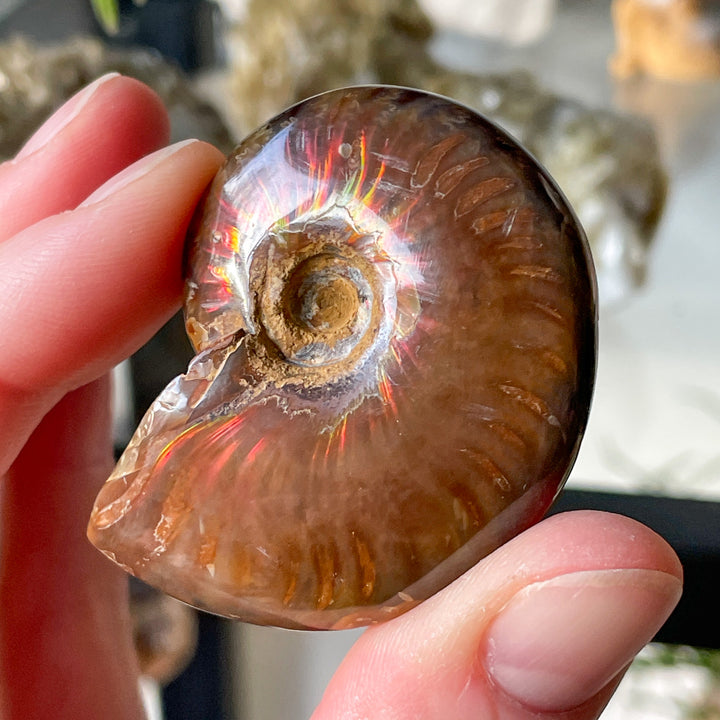 ammoniet opaliserend fossiel glad gepolijst edelsteen mineraal