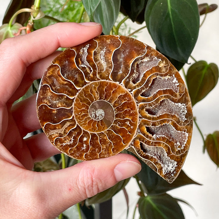 ammoniet bruin gepolijste fossiel edelsteen mineralen