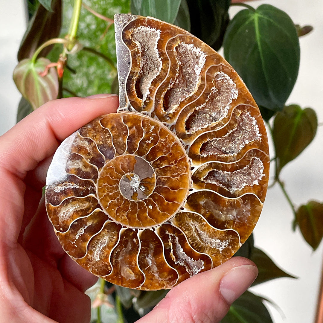 ammoniet bruin gepolijste fossiel edelsteen mineralen