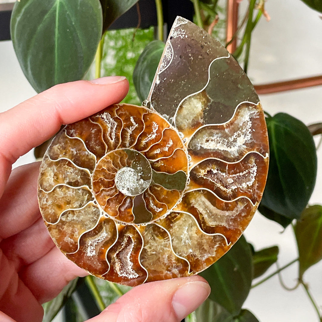 ammoniet bruin gepolijste fossiel edelsteen mineralen