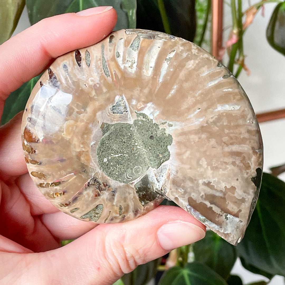 ammoniet bruin gepolijste fossiel edelsteen mineralen