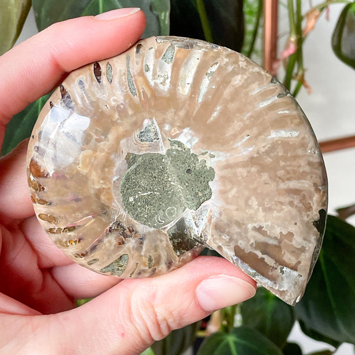 ammoniet bruin gepolijste fossiel edelsteen mineralen