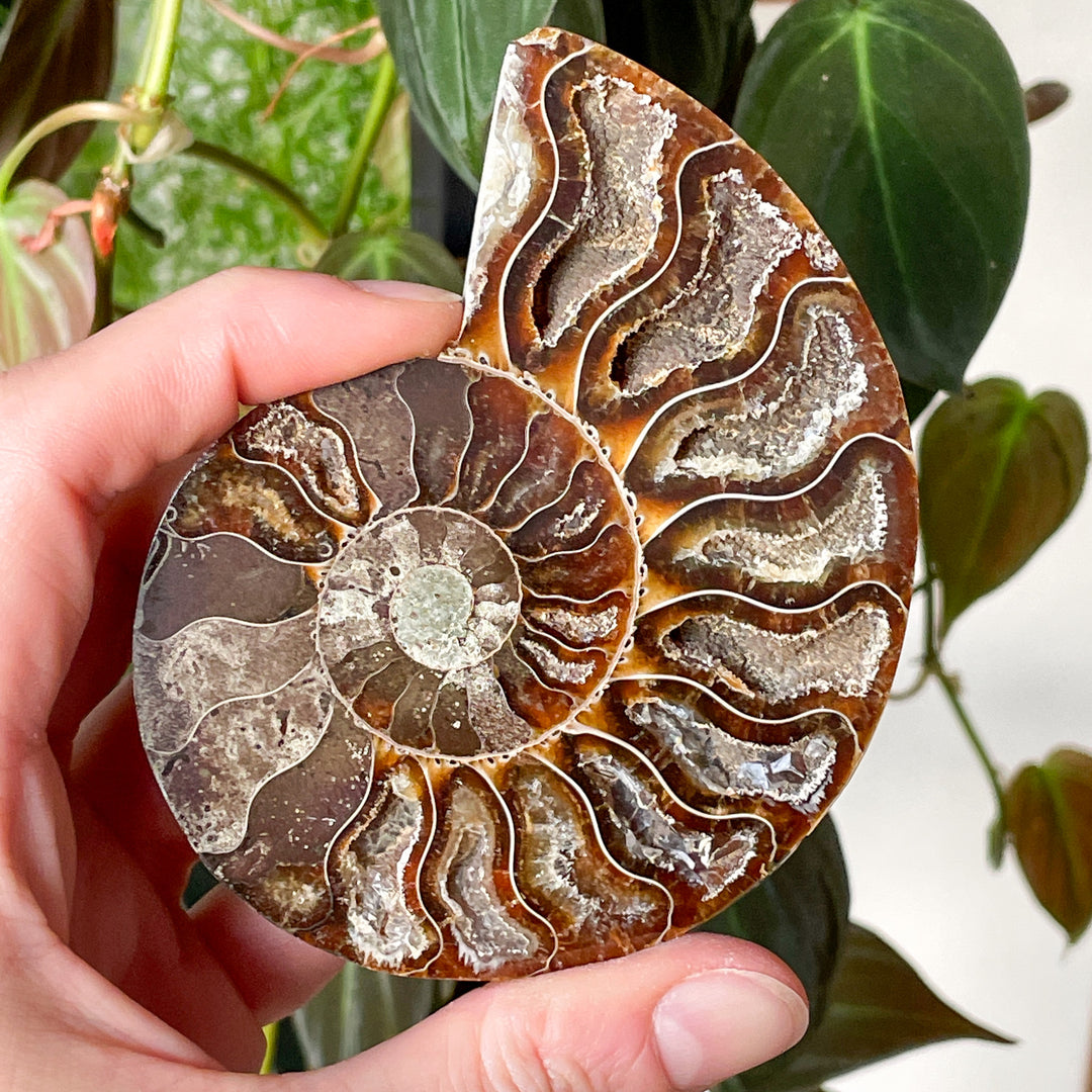 ammoniet bruin gepolijste fossiel edelsteen mineralen