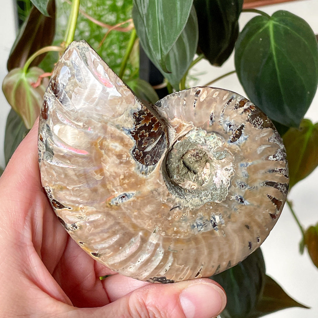 ammoniet bruin gepolijste fossiel edelsteen mineralen