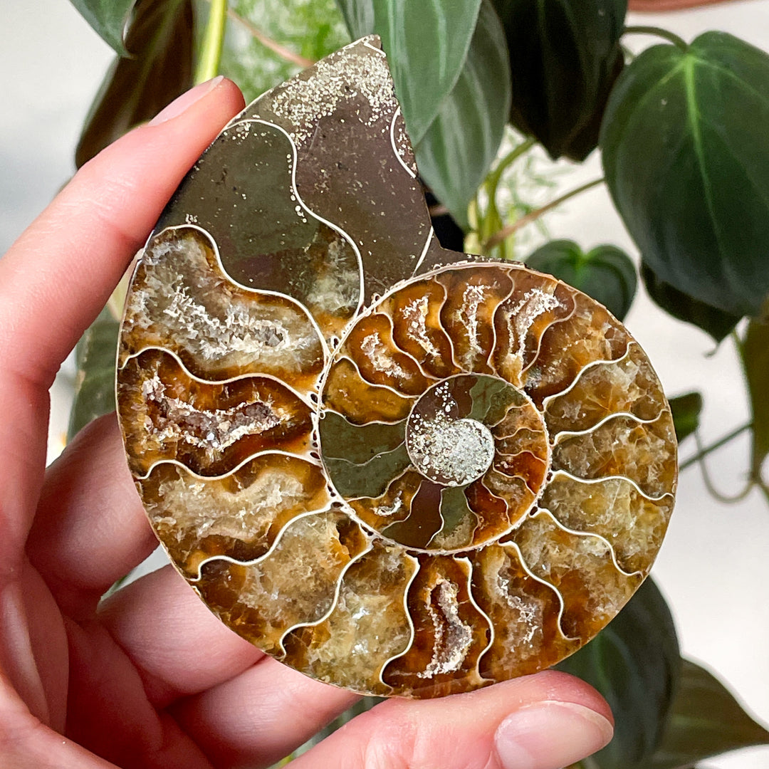 ammoniet bruin gepolijste fossiel edelsteen mineralen