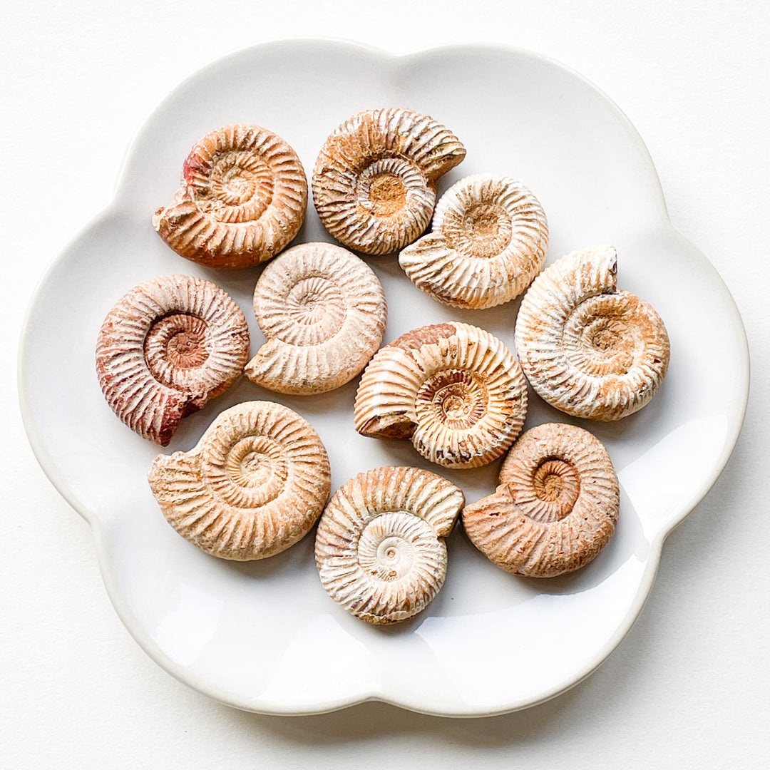 ammoniet witte fossiel schelp edelstenen mineralen