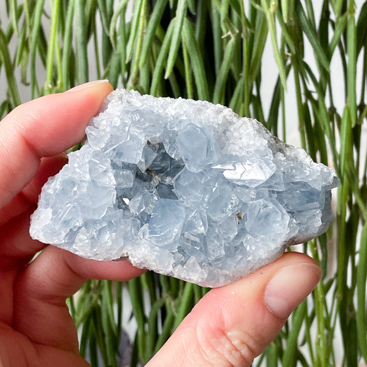 Celestien blauwe cluster