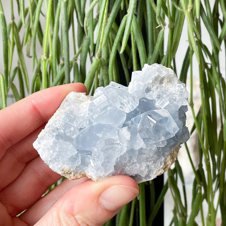 Celestien blauwe cluster