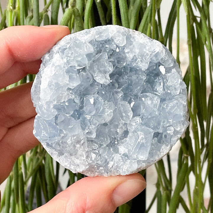 Celestien blauwe cluster