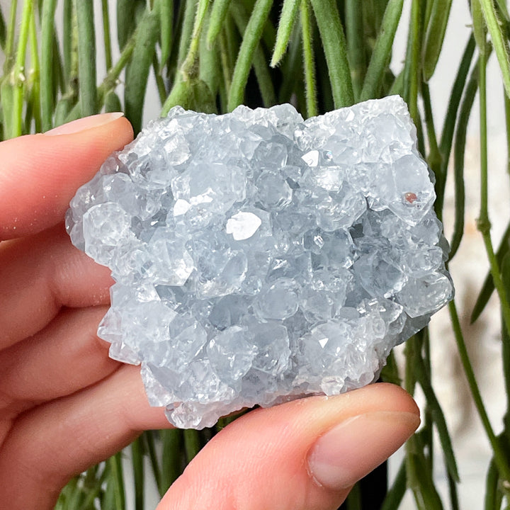 Celestien blauwe cluster