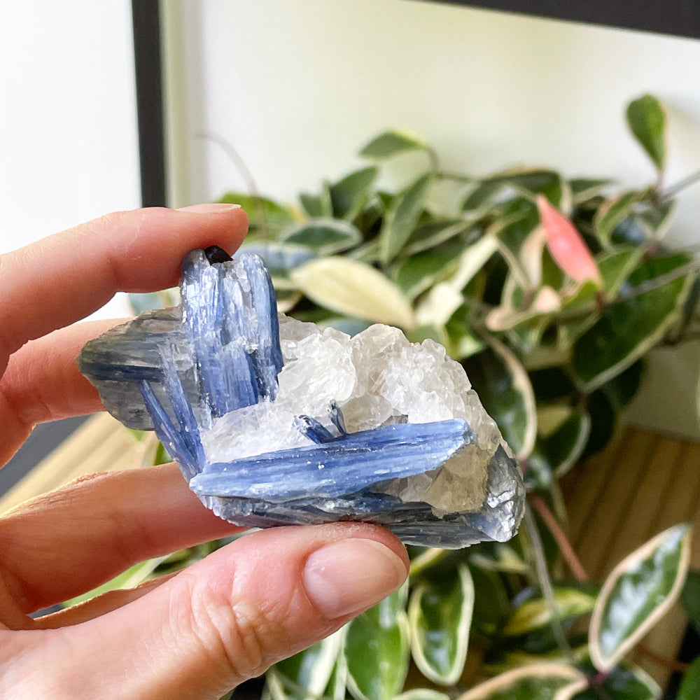 Kyaniet blauwe ruwe brok steen edelsteen mineraal