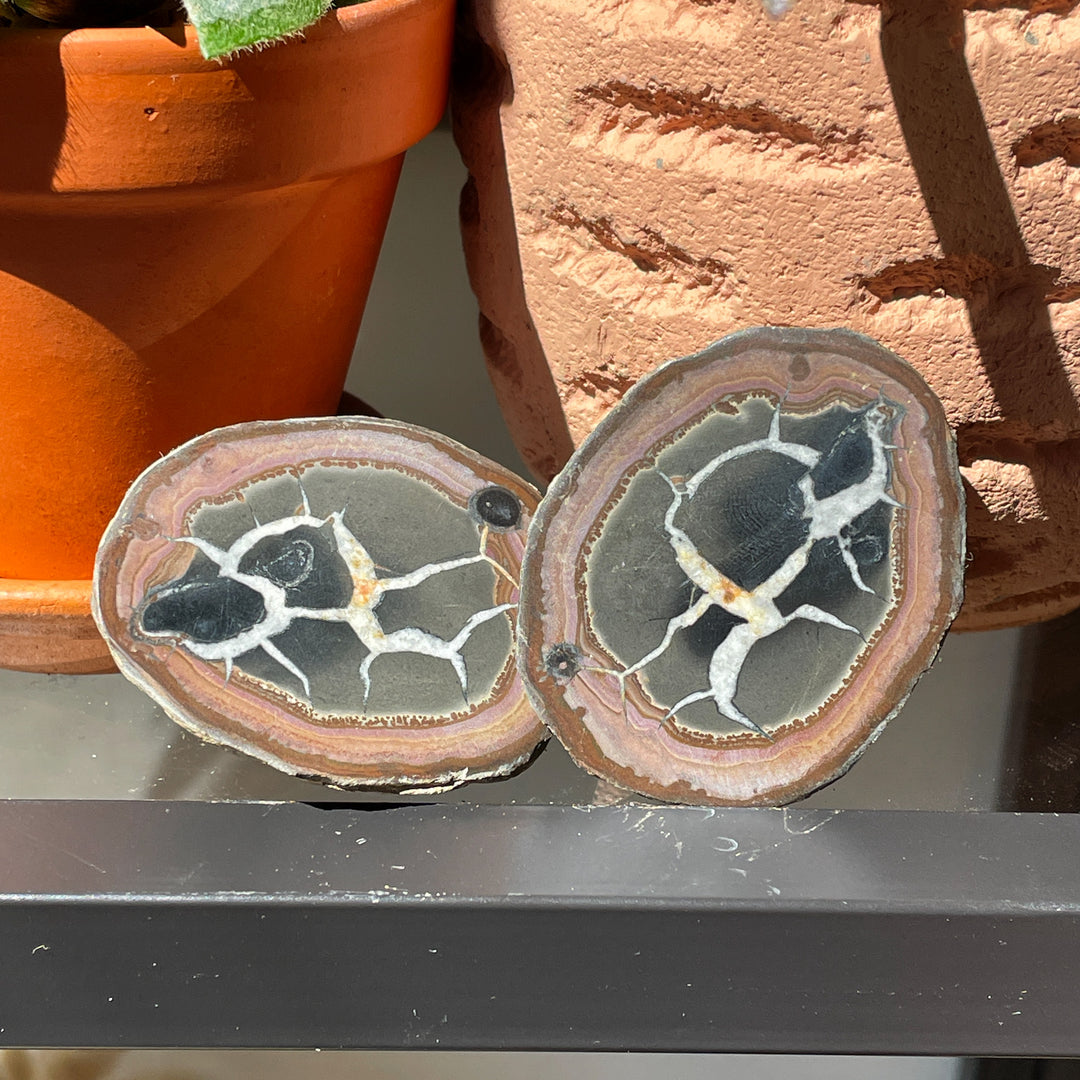 septarie bruin zwarte geode set paar ruwe brok steen edelstenen mineralen fossiel fossielen